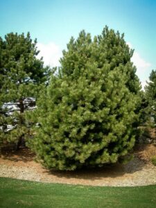 Сосна Чёрная (Pinus Nigra) купить по цене от 270.00р. в интернет-магазине «Посадика» с доставкой почтой в в Судогдае и по всей России – [изображение №1].