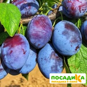 Слива Чачакская ранняя купить по цене от 229.00р. в интернет-магазине «Посадика» с доставкой почтой в в Судогдае и по всей России – [изображение №1].