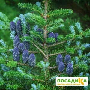 Пихта корейская (Abies koreana) купить по цене от 450.00р. в интернет-магазине «Посадика» с доставкой почтой в в Судогдае и по всей России – [изображение №1].