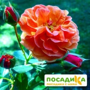 Роза Арабия купить по цене от 350.00р. в интернет-магазине «Посадика» с доставкой почтой в в Судогдае и по всей России – [изображение №1].