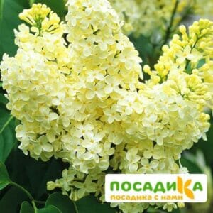 Сирень Примроуз (Primrose) купить по цене от 529.00р. в интернет-магазине «Посадика» с доставкой почтой в в Судогдае и по всей России – [изображение №1].