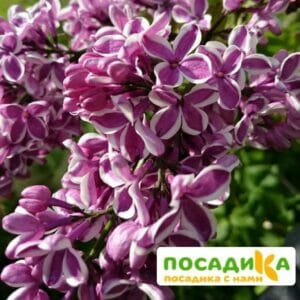 Сирень Сенсация купить по цене от 529.00р. в интернет-магазине «Посадика» с доставкой почтой в в Судогдае и по всей России – [изображение №1].