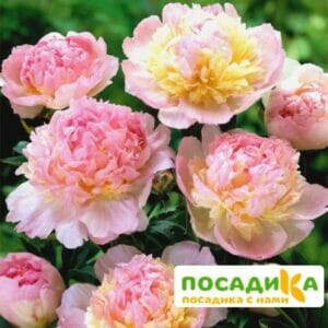 Пион Распберри Сандей (Paeonia Raspberry Sundae) купить по цене от 959р. в интернет-магазине «Посадика» с доставкой почтой в в Судогдае и по всей России – [изображение №1].