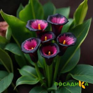 Калла Аура Лейс купить по цене от 400р. в интернет-магазине «Посадика» с доставкой почтой в в Судогдае и по всей России – [изображение №1].
