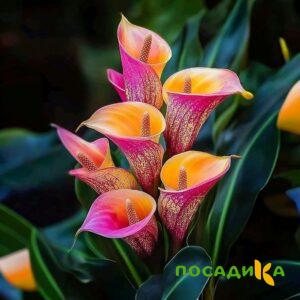 Калла Оникс купить по цене от 450р. в интернет-магазине «Посадика» с доставкой почтой в в Судогдае и по всей России – [изображение №1].