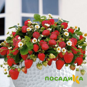 Клубника Рубиновый Шепот (горшечная) купить по цене от 240р. в интернет-магазине «Посадика» с доставкой почтой в в Судогдае и по всей России – [изображение №1].