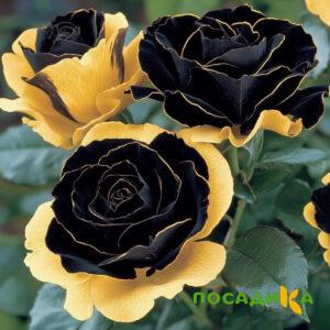 Роза Ханни Сикл купить по цене от 700р. в интернет-магазине «Посадика» с доставкой почтой в в Судогдае и по всей России – [изображение №1].