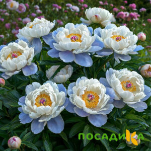 Пион акварельный Этюд купить по цене от 806р. в интернет-магазине «Посадика» с доставкой почтой в в Судогдае и по всей России – [изображение №1].