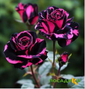 Роза Багровый Шепот купить по цене от 366р. в интернет-магазине «Посадика» с доставкой почтой в в Судогдае и по всей России – [изображение №1].