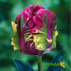 Тюльпан Экзотик Хэвен купить по цене от 186р. в интернет-магазине «Посадика» с доставкой почтой в в Судогдае и по всей России – [изображение №1].