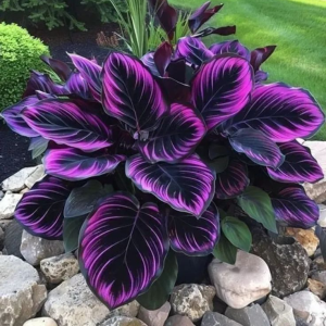 Хоста Люминоза купить по цене от 450р. в интернет-магазине «Посадика» с доставкой почтой в в Судогдае и по всей России – [изображение №1].