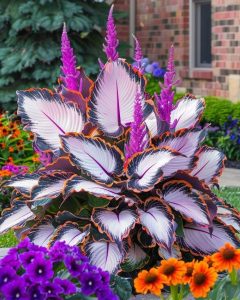 Хоста Кримэн Дрим купить по цене от 549р. в интернет-магазине «Посадика» с доставкой почтой в в Судогдае и по всей России – [изображение №1].