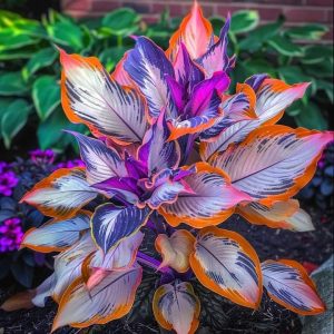 Хоста Эмеральд Тиара купить по цене от 602р. в интернет-магазине «Посадика» с доставкой почтой в в Судогдае и по всей России – [изображение №1].