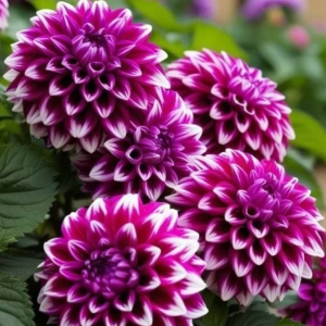 Георгин Кристал Корт купить по цене от 602р. в интернет-магазине «Посадика» с доставкой почтой в в Судогдае и по всей России – [изображение №1].