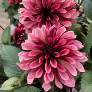 Георгин Перли Сансет купить по цене от 309р. в интернет-магазине «Посадика» с доставкой почтой в в Судогдае и по всей России – [изображение №1].