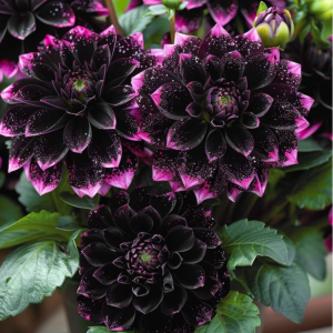 Георгин Лаванда Лейс купить по цене от 679р. в интернет-магазине «Посадика» с доставкой почтой в в Судогдае и по всей России – [изображение №1].