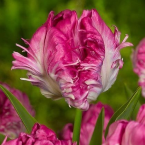 Тюльпан махровый Кул Кристал купить по цене от 400р. в интернет-магазине «Посадика» с доставкой почтой в в Судогдае и по всей России – [изображение №1].