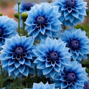 Георгин Вижапе купить по цене от 699р. в интернет-магазине «Посадика» с доставкой почтой в в Судогдае и по всей России – [изображение №1].