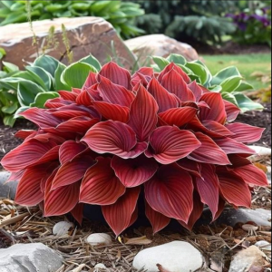 Хоста Рэд Эйнджл купить по цене от 549р. в интернет-магазине «Посадика» с доставкой почтой в в Судогдае и по всей России – [изображение №1].