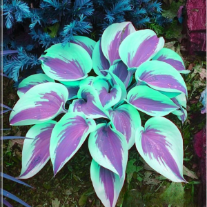 Хоста Висперин Бьюти купить по цене от 379р. в интернет-магазине «Посадика» с доставкой почтой в в Судогдае и по всей России – [изображение №1].