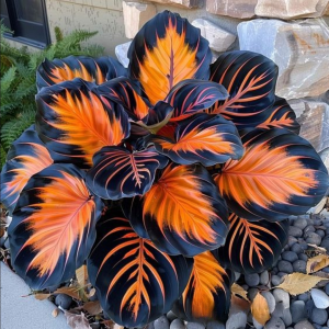 Хоста Сикрет Форест купить по цене от 601р. в интернет-магазине «Посадика» с доставкой почтой в в Судогдае и по всей России – [изображение №1].