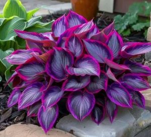 Хоста Сикрет Гарденс купить по цене от 549р. в интернет-магазине «Посадика» с доставкой почтой в в Судогдае и по всей России – [изображение №1].