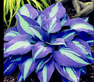 Хоста Аурелия купить по цене от 450р. в интернет-магазине «Посадика» с доставкой почтой в в Судогдае и по всей России – [изображение №1].